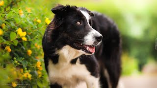 Exploring the Fascinating Reactions of Australian Shepherds to Magic Tricks