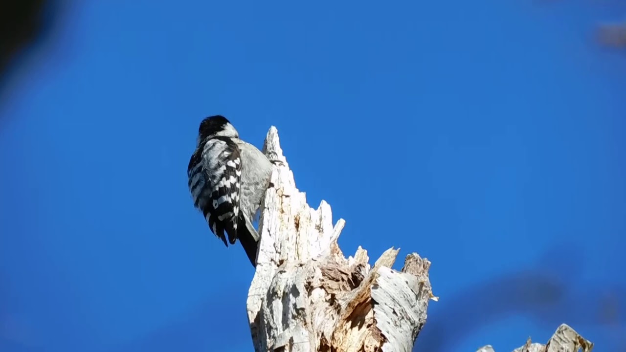 Lesser Spotted Woodpecker drumming in Sweden YouTube
