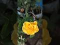 'Golden Wedding' Rose Flowers || Home Gardening | #flowers #trendingshorts#youtubeshorts#rose#shorts