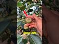 ¡El secreto de las PERAS más caras de China! 🍐