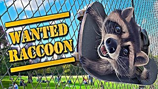 Wanted Raccoon - Gameplay [PC ULTRA 60FPS]