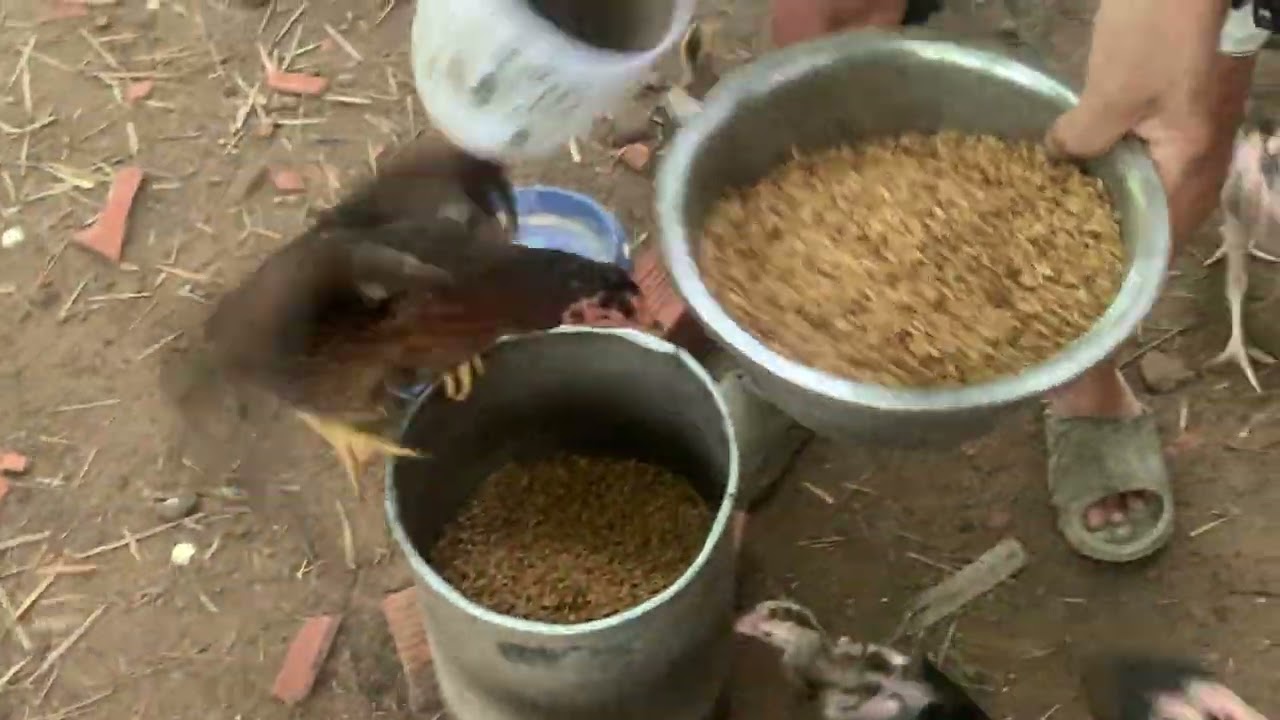 TRỌNG GÀ ĐÒN BÌNH DƯƠNG - CHĂM SÓC ĐÀN GÀ MÙA MƯA