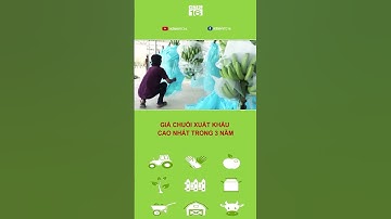 GIÁ CHUỐI XUẤT KHẨU CAO NHẤT TRONG 3 NĂM | VTC16
