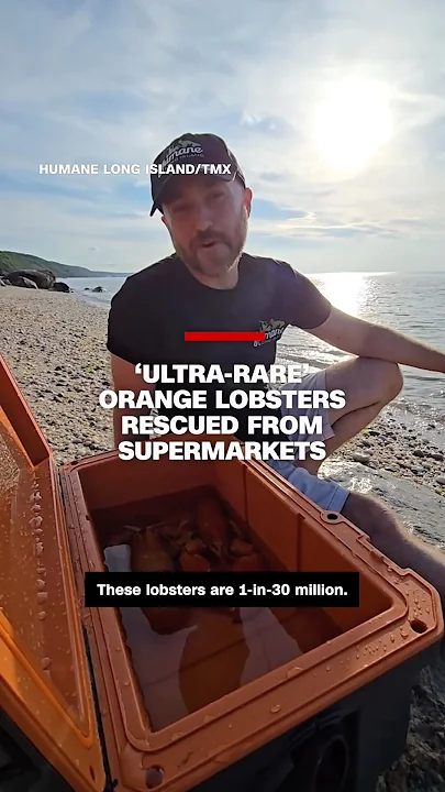 ‘Ultra-rare’ orange lobsters rescued from supermarkets