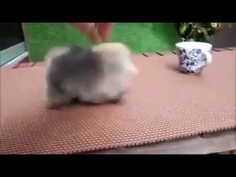 Chú chó Phốc Sóc bé nhất thế giới