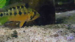 Third satisfactory spawning of my WC Apistogramma sp. D37!!!