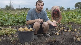Копаем картошку на огороде
