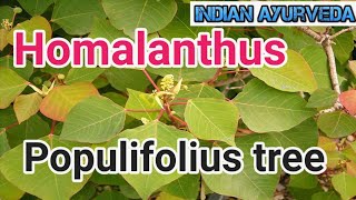 Homalanthus populifolius (Omalanthus populifolius) bleeding heart .indian ayurveda