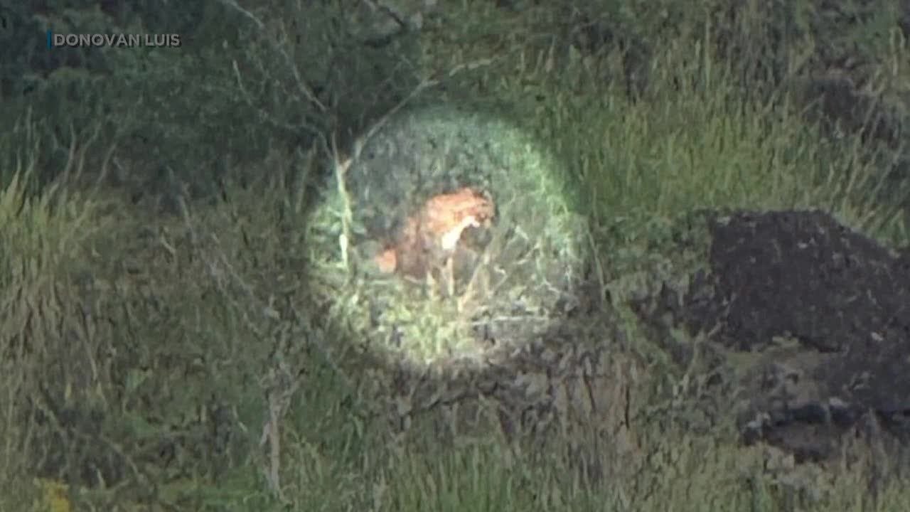 SPOTTED: Mysterious animal appears to roam the hills above UH Manoa