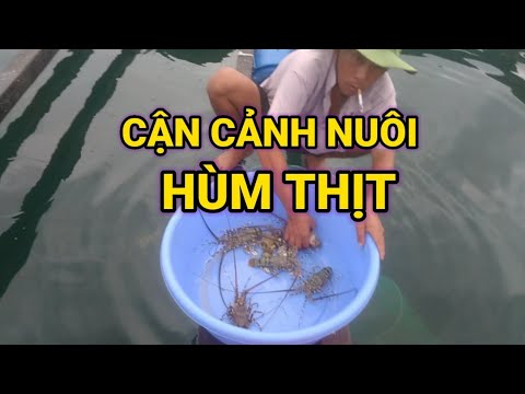 vịnh vân phong khánh hòa Update New Nuôi Tôm Hùm Thịt Ở Vịnh Vân Phong-DUVLOG