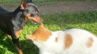 Cute Miniature Pinscher plays with a kitten the first time dogcats miniaturepins