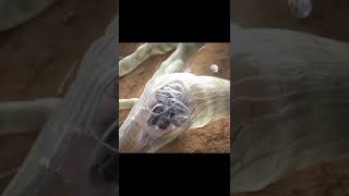 Nematodes In Plants /How Nematodes Attack On Plant Roots