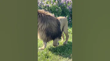 Когда на тебя идёт ЗАГУЛЯВШИЙ ЛЕВ с пеной у рта)))