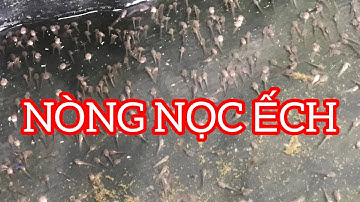 Trứng ếch bao lâu nở, nòng nọc ếch | Cách nuôi nòng nọc ếch