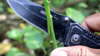 Simple Grafting Tree Tutorial You Can Try This Method