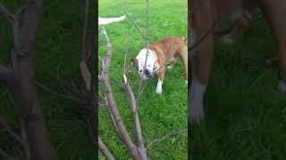 Bulldog Harley Epic Fail At Chewing Tree