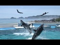 ◆鴨川シーワールド シャチパフォーマンス(2019.08.04)13:00~ ◆