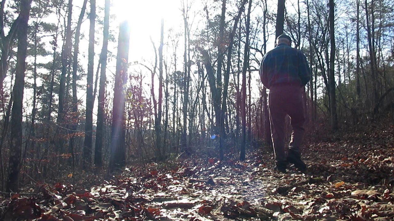 Davis hunts the perfect tree to climb. Black Creek Trails, Lookout Mt.