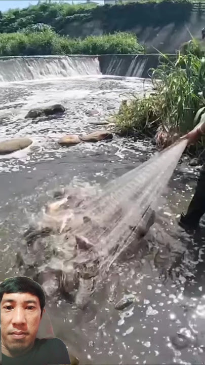 just one throw and the net is full #nettingfish #togogvlog9379