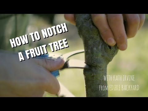 Vídeo: Quando cortar uma árvore gumbo limbo?
