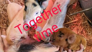 Piglet Meet up - introducing the litters together for the first time. by Smoky Mountain Homestead 288 views 2 months ago 6 minutes, 12 seconds