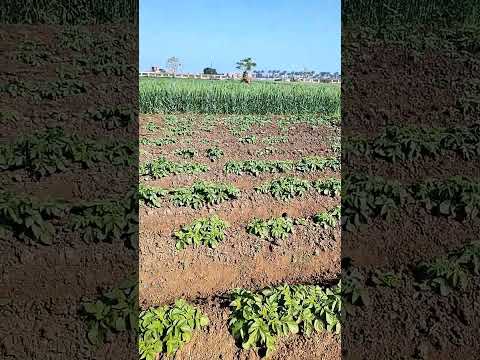 اول عزيق للبطاطس بعد التجريه عمر 50 يوم نوعها كارا