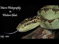 Macro Photography in Western Ghats | Tirthahalli | Agumbe | Rain forests of India | Malabar pitviper