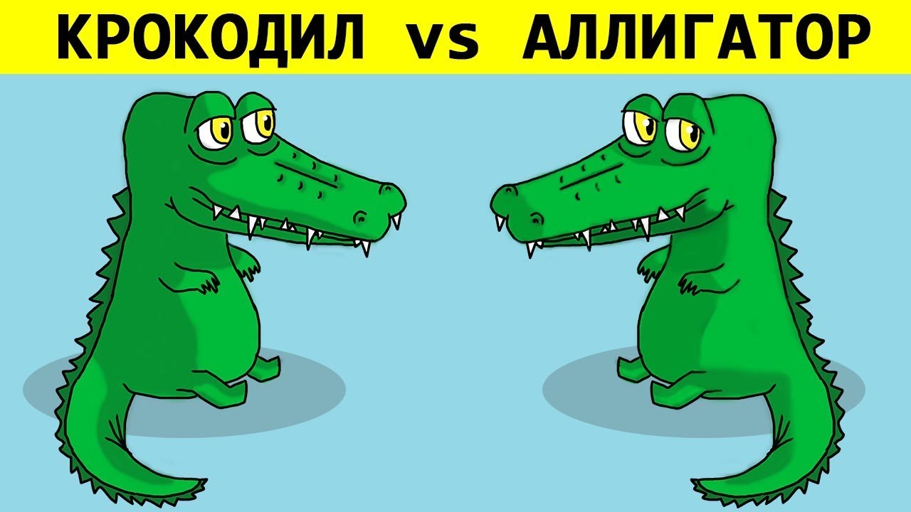 Песня бестолковый крокодил. Разница крокодила и аллигатора и каймана. Аллигатор и крокодил. Аллигатор крокодил различия. Отличие крокодила от аллигатора.