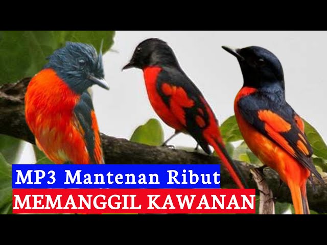 suara pikat burung mantenan ribut || audio jernih dijamin ampuh class=