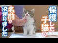 【保護猫】保護子猫の名前が決まりました!【子猫保護/捨て猫/迷い猫/はぐれ猫】