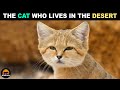 Sand Cat - The Wild Cat That Adapted To The Desert