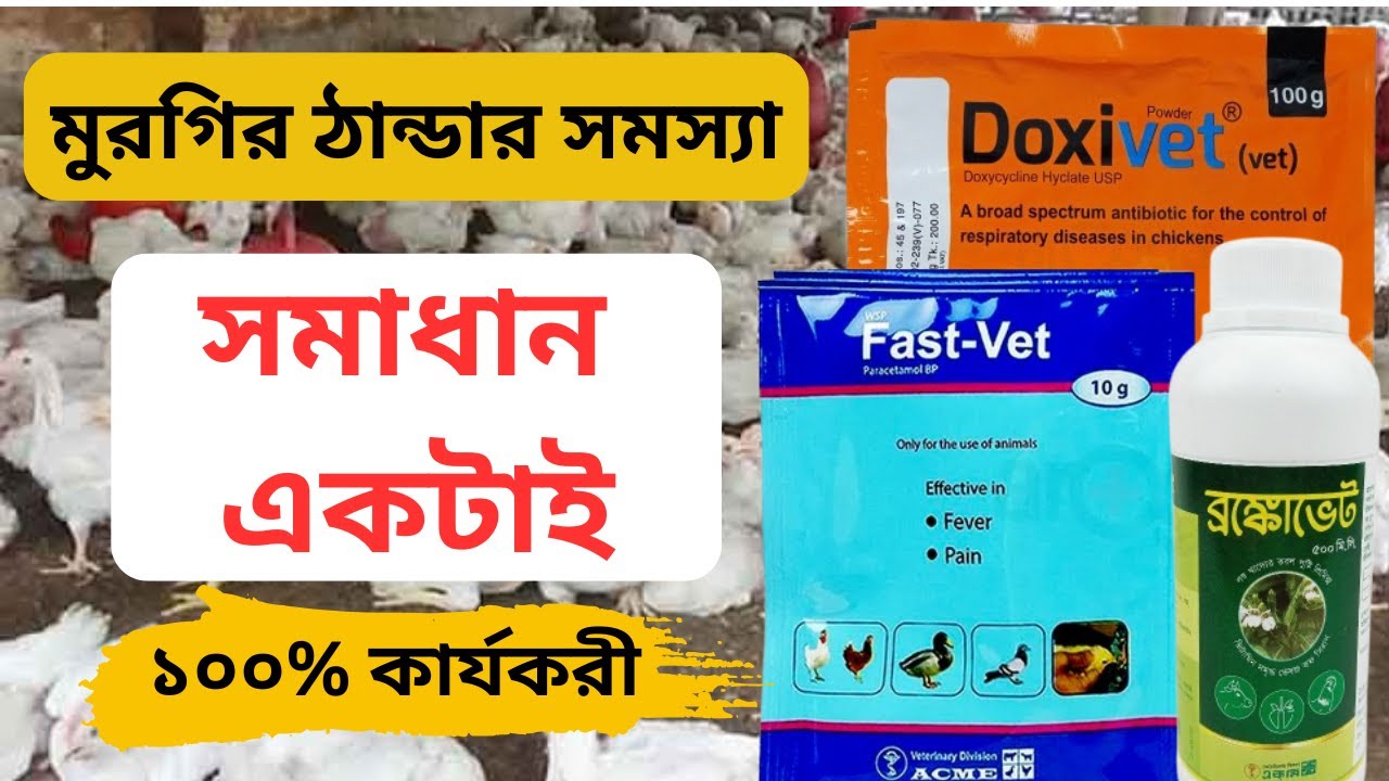 বয়লার মুরগির ঠান্ডা জড়িত সমস্যা। কি করবো?