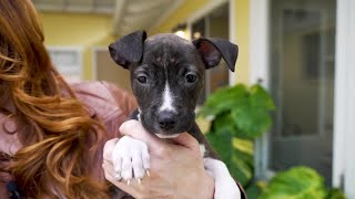 Pet adoptions soar 20 in 2023 at Santa Barbara Humane