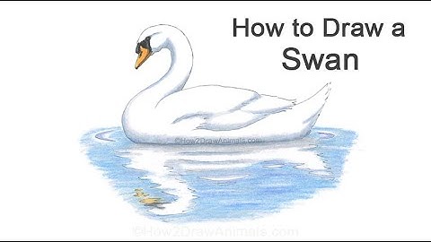 How to Draw a Swan
