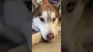 Meet Red  live video  adoptable Siberian Husky dog at Oshkosh Area Humane Society #adoptadog