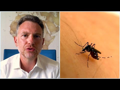 Video: Come Riconoscere e Trattare la Febbre Dengue (Illustrato)