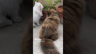 Cat couple | Cute Cat funny Video #shorts #reels #cute #cat #cats  #shortvideo #youtubeshorts