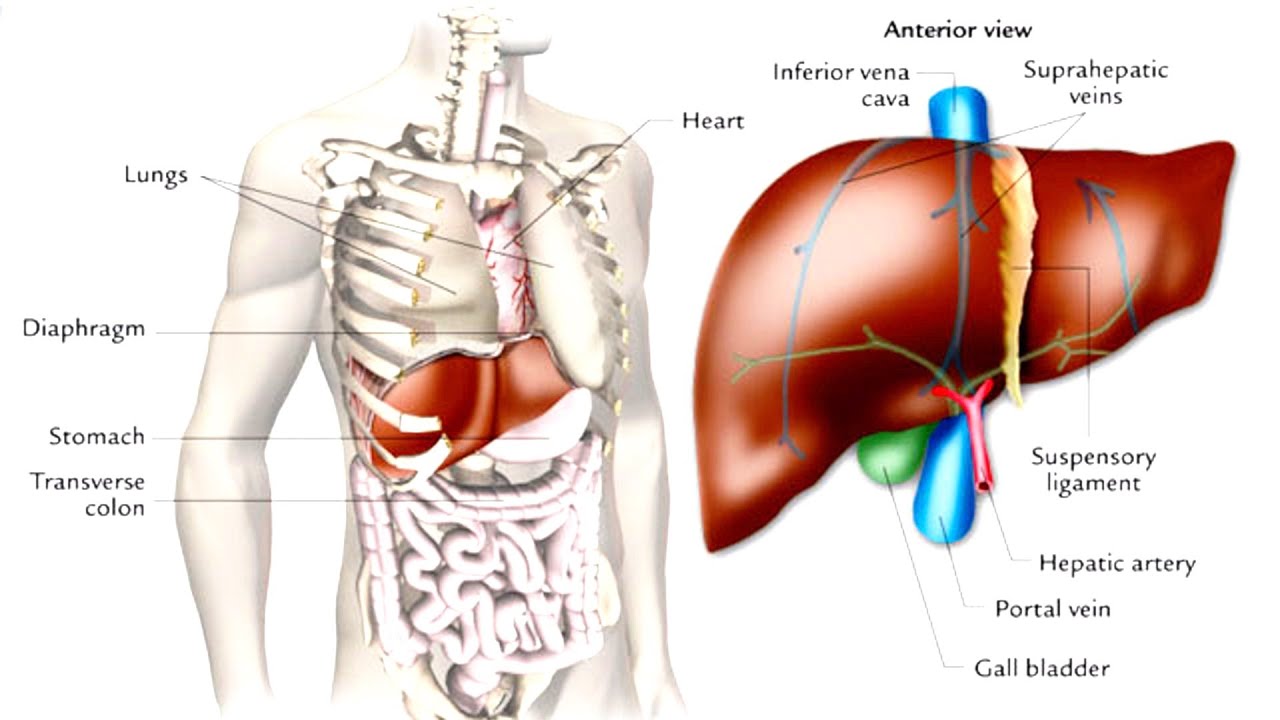 Изображение тела человека печень. Печень человека расположение. Печень анатомия человека расположение. Анатомическое расположение печени. Анатомия человека печень местонахождение.