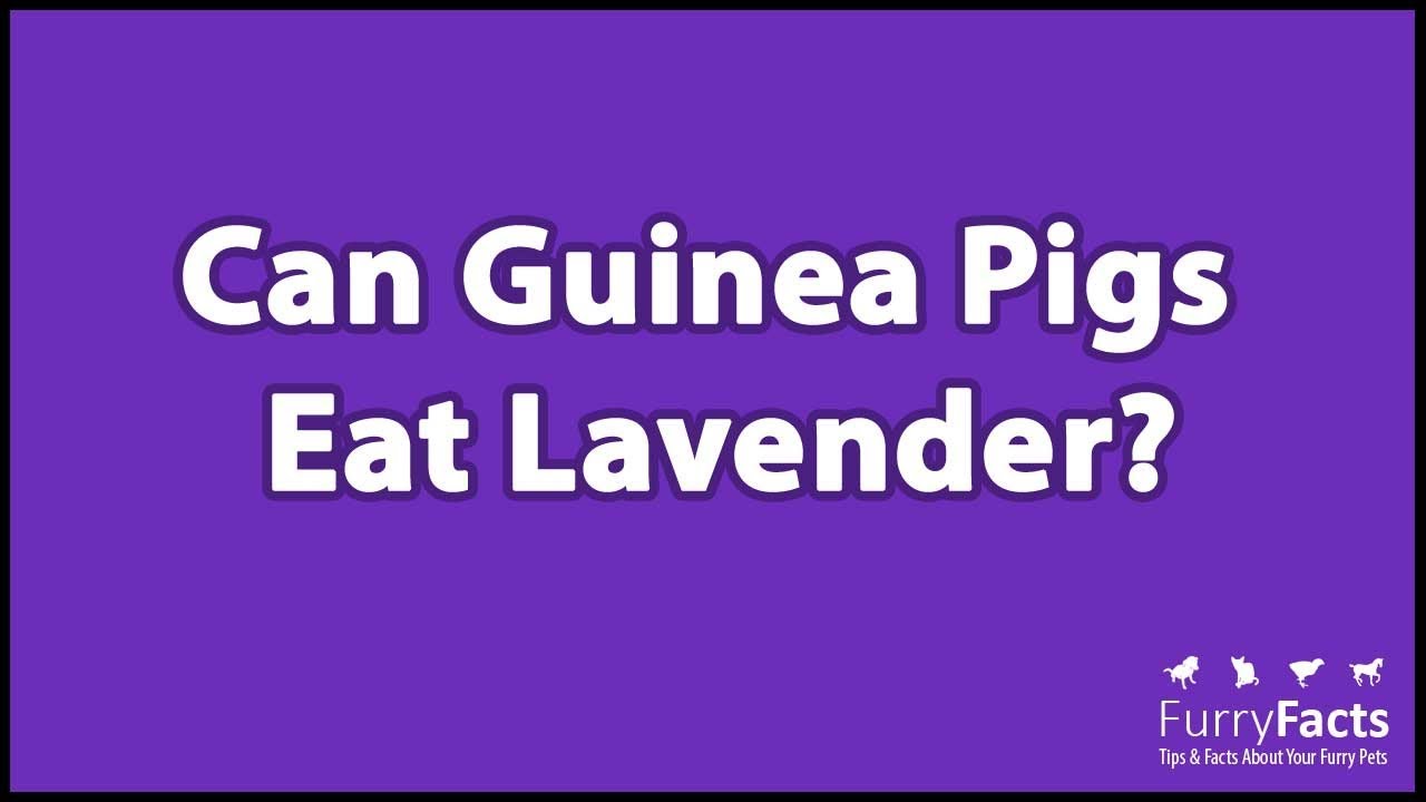 can guinea pigs eat lavender