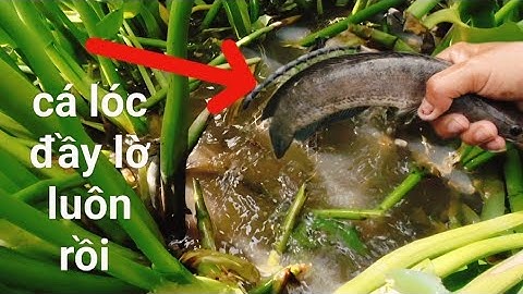 Đồng Bơm Nước Ra Cá Lóc Dính Liên Tục , Săn Bắt Mùa Nước Nổi ( tập 10 )