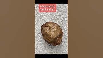 Aturia fossil. full fossil hunt on my videos #fossil #fossilhunter #fossilhunting #rockhound #rock