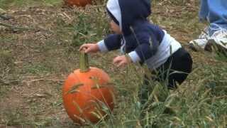 Pumpkin Patch