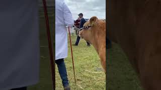 Commercial suckler heifer class - Erris