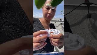 Floral bundle dyeing #diycrafts
Gave floral bundle dyeing a try. 🌸 Going to fix this up by adding more flowers and steaming a little longer. Floral bundle dyeing #diycrafts