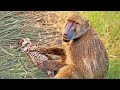 Baboons Steal & Groom 2 Leopard Cubs