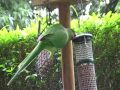 birds nl... rose-ringed Parakeet