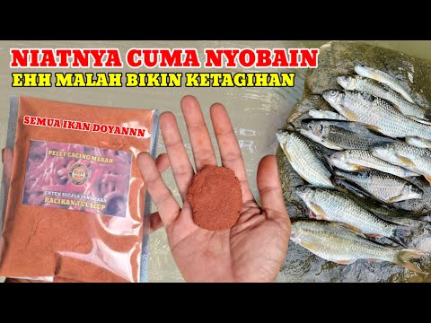 Mancing Umpan Pelet Cacing