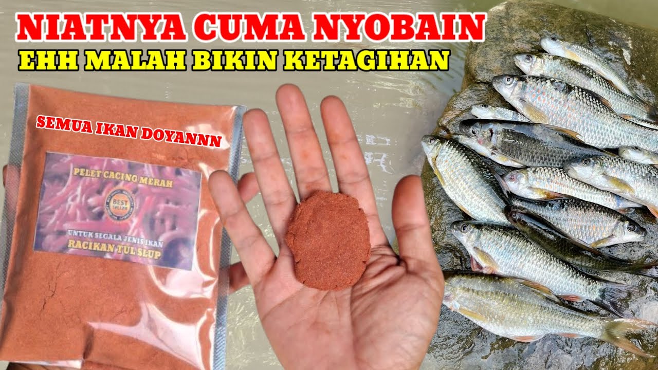 GAK USAH REPOT CARI CACING‼️SEKARANG ADA PELET CACING MERAH