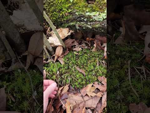 Pine tree moss,