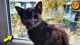 Une Jeune Chatte A Été Adoptée Dans Un Refuge, Puis Ramenée… Avec Une Surprise 